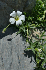 Cerastium latifolium