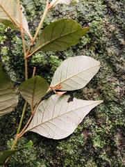 Trichocladus ellipticus