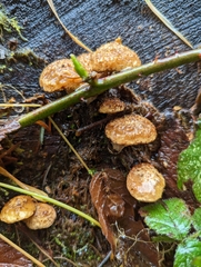 Neolentinus adhaerens