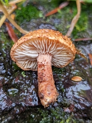 Neolentinus adhaerens