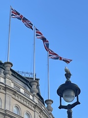 Chroicocephalus ridibundus