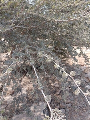 Vachellia leucophloea