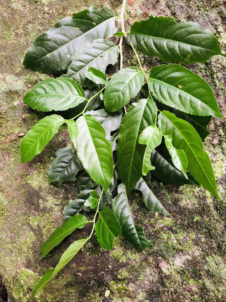 Casearia austroafricana