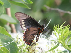 Battus polydamas polydamas