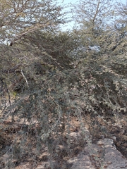 Vachellia leucophloea