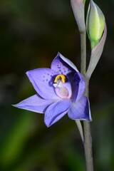 Thelymitra simulata