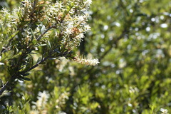 Orites lancifolius