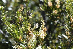 Orites lancifolius