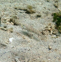 Valenciennea longipinnis