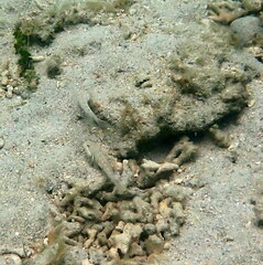 Valenciennea longipinnis