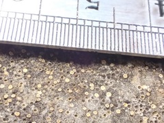 Myriolecis crenulata