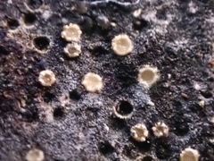 Myriolecis crenulata