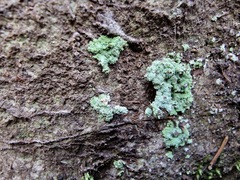 Botryolepraria lesdainii