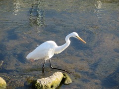 Ardea alba