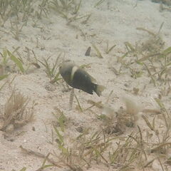 Chrysiptera biocellata