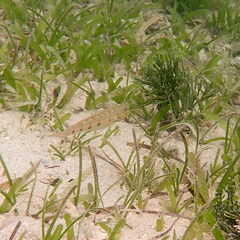 Valenciennea longipinnis