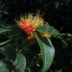 Diplolepis rosae