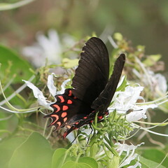 Parides photinus