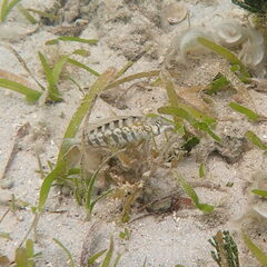 Parapercis australis