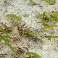 Synodus dermatogenys