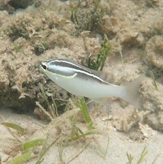 Scolopsis trilineata