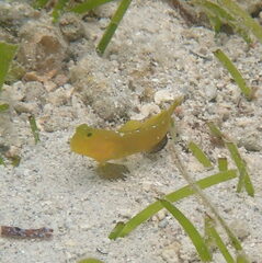 Cryptocentrus fasciatus