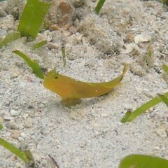 Cryptocentrus fasciatus