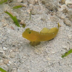 Cryptocentrus fasciatus