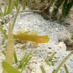 Cryptocentrus fasciatus