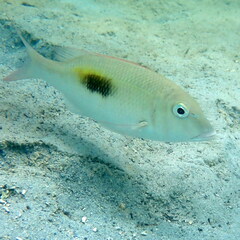 Lethrinus harak