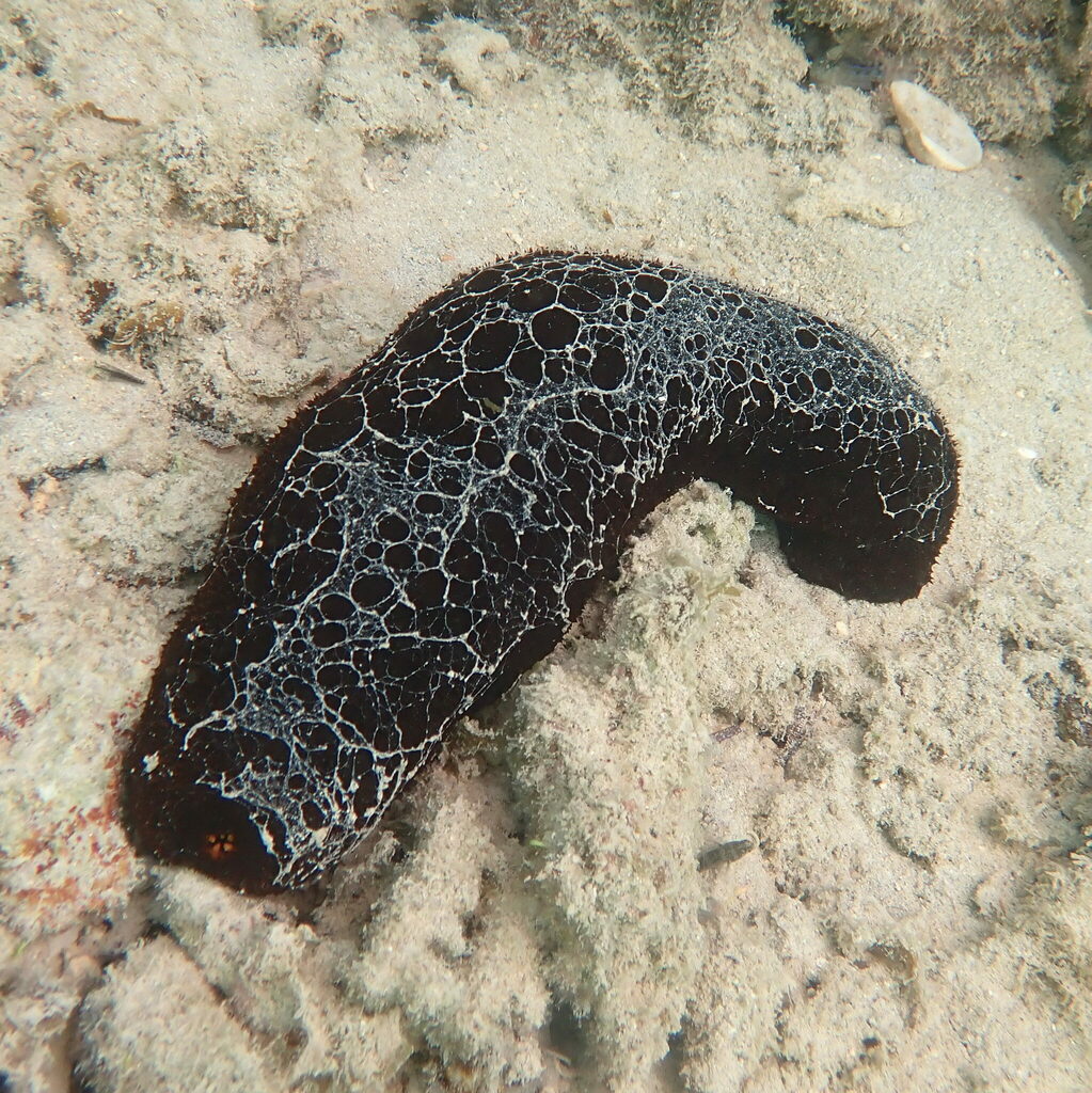 Hairy Blackfish