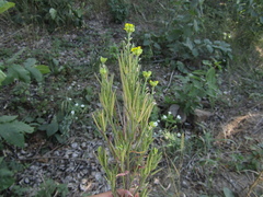 Erysimum cuspidatum