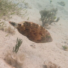 Cheilinus chlorourus