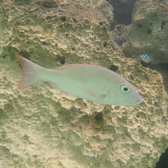Lethrinus harak