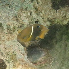 Chrysiptera biocellata