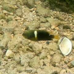 Chrysiptera biocellata