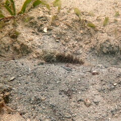 Cryptocentrus strigilliceps