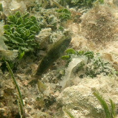 Asterropteryx semipunctata