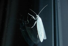 Nymphostola galactina