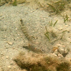 Cryptocentrus leptocephalus