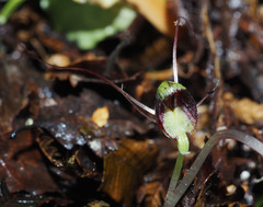 Corybas hypogaeus
