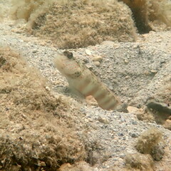 Cryptocentrus leptocephalus