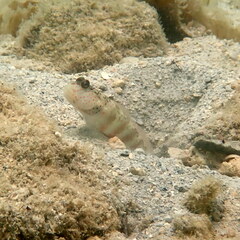 Cryptocentrus leptocephalus