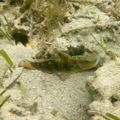 Amblygobius phalaena