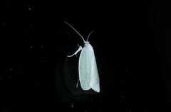 Nymphostola galactina
