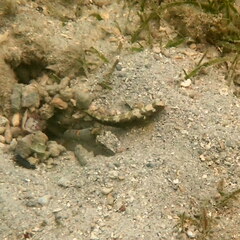 Cryptocentrus maudae