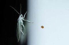 Nymphostola galactina
