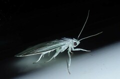 Nymphostola galactina