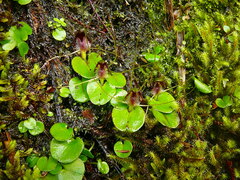 Corybas hatchii