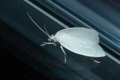 Nymphostola galactina